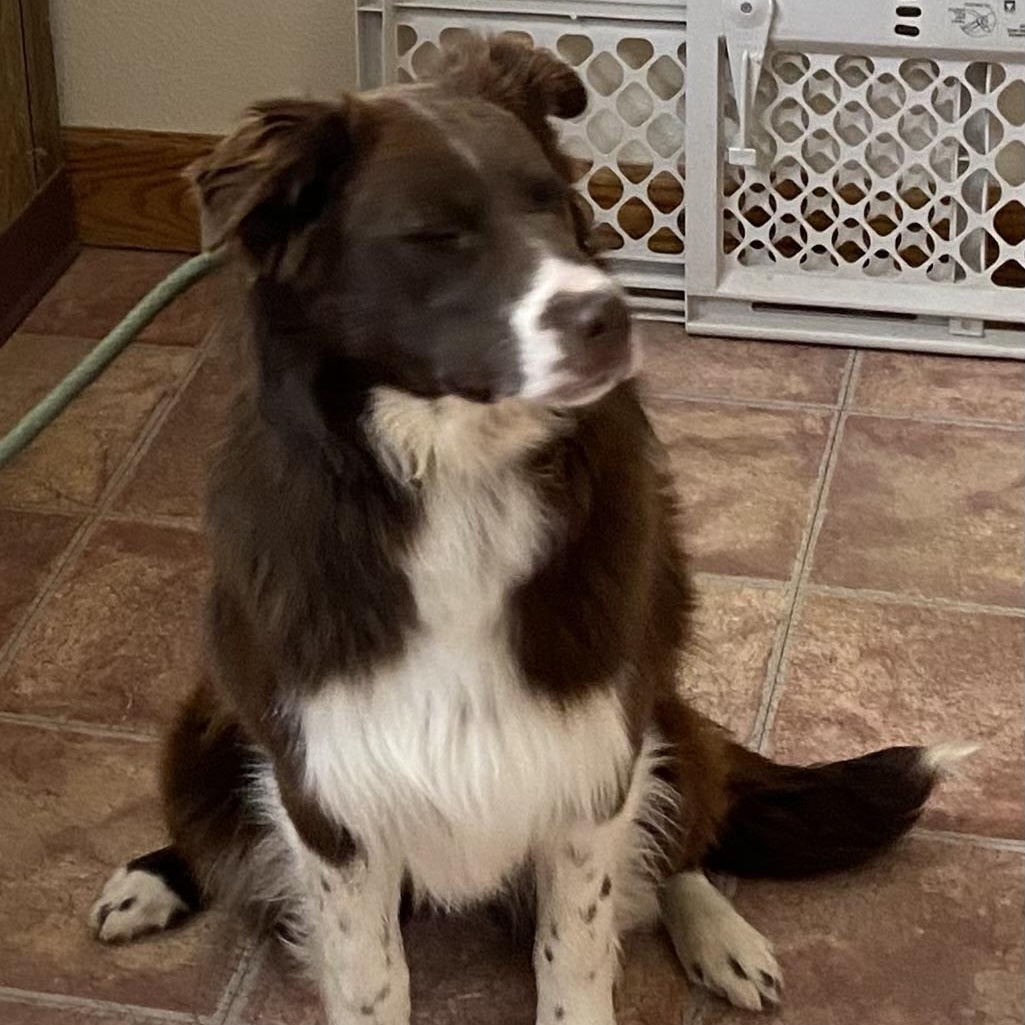 Birdie, a Adoptable Australian Shepherd in Choteau, MT image 2/5