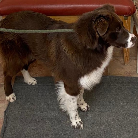 Birdie, a Adoptable Australian Shepherd in Choteau, MT image 5/5