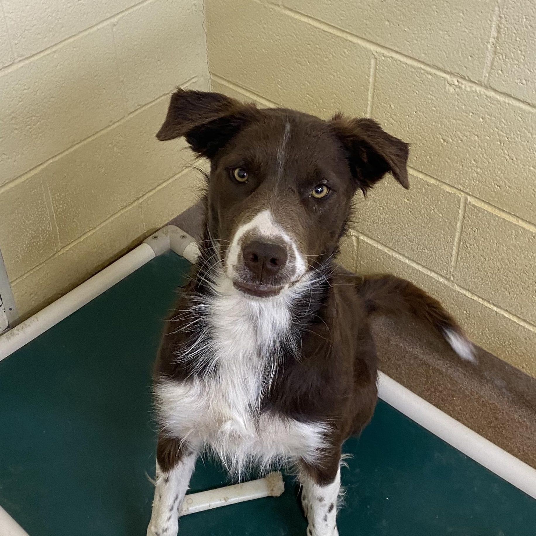 Birdie, Adoptable, Young Male Australian Shepherd.