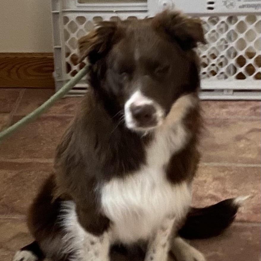 Birdie, a Adoptable Australian Shepherd in Choteau, MT image 4/5