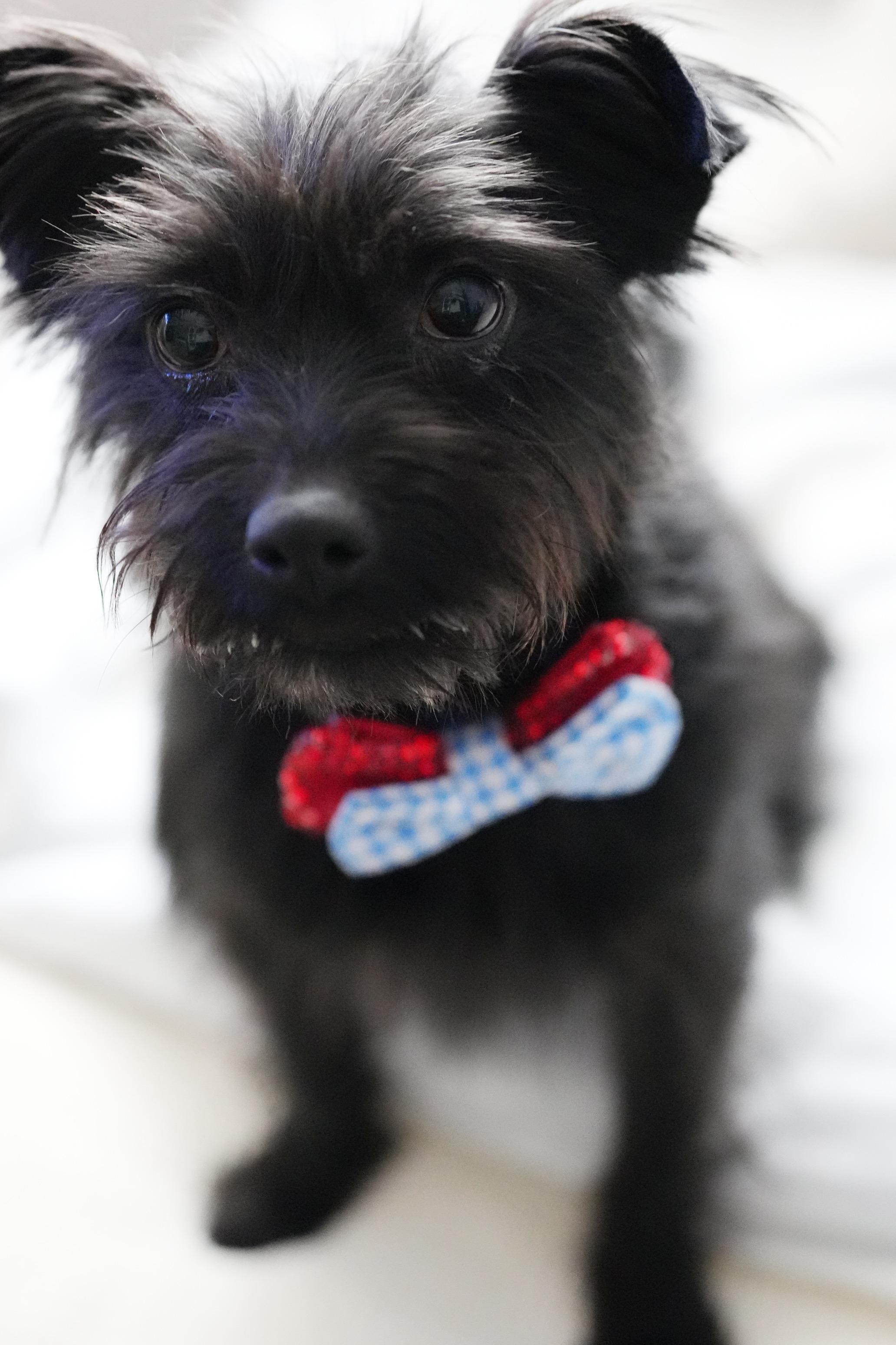 Toto, a ADOPTABLE mixed breed in Atlanta, GA image 3/4