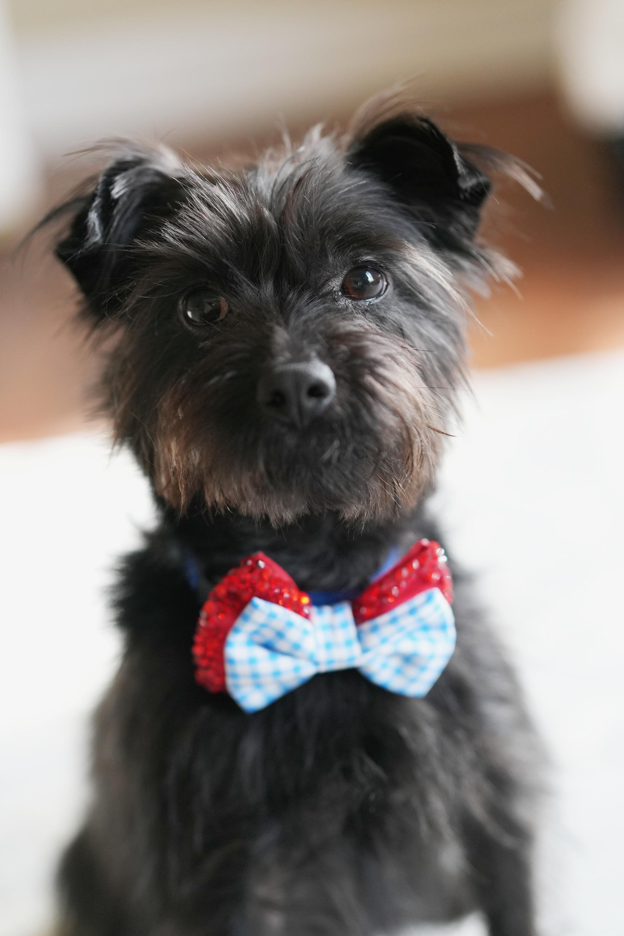 Toto, a ADOPTABLE mixed breed in Atlanta, GA image 2/4