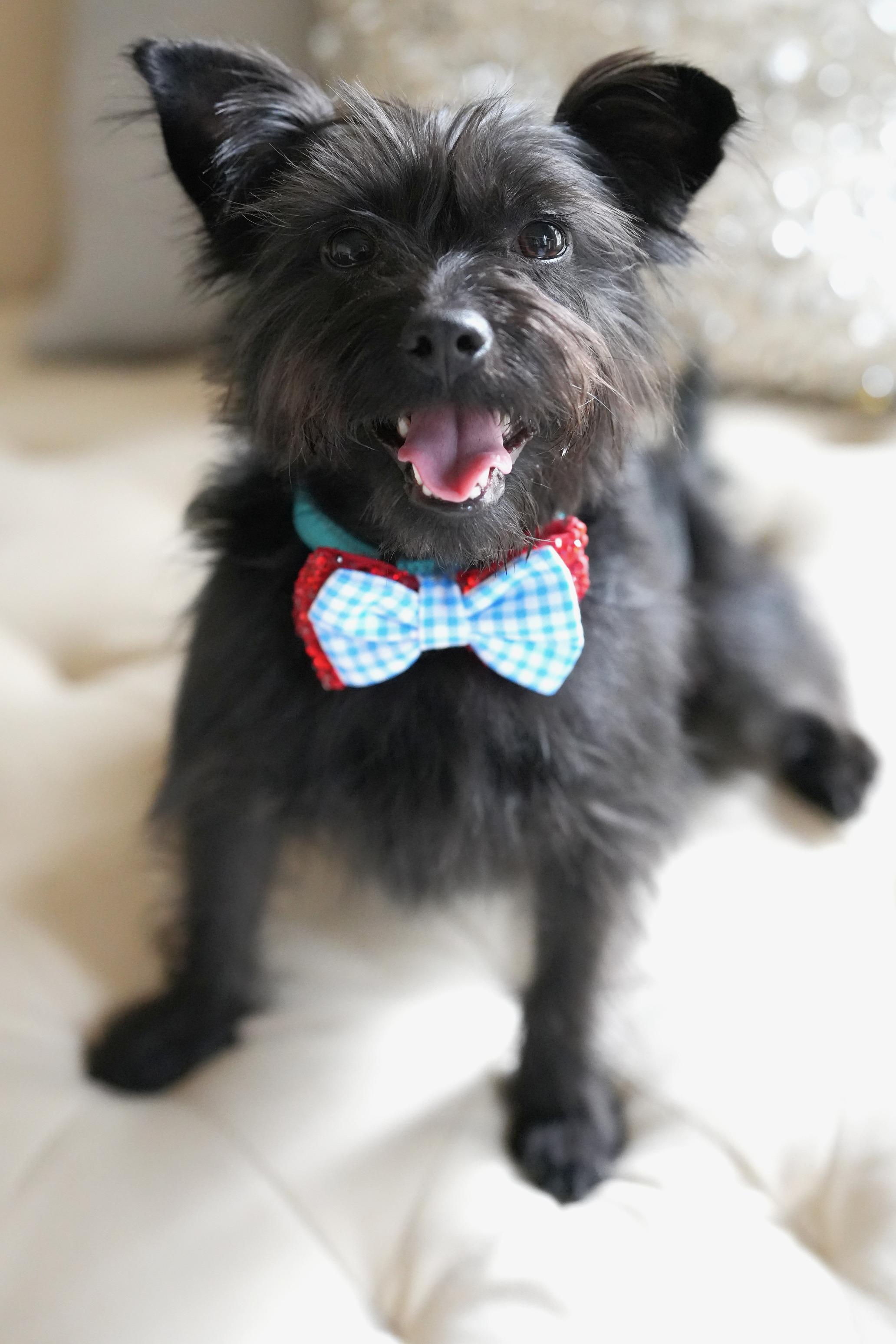 Toto, a ADOPTABLE mixed breed in Atlanta, GA image 1/4