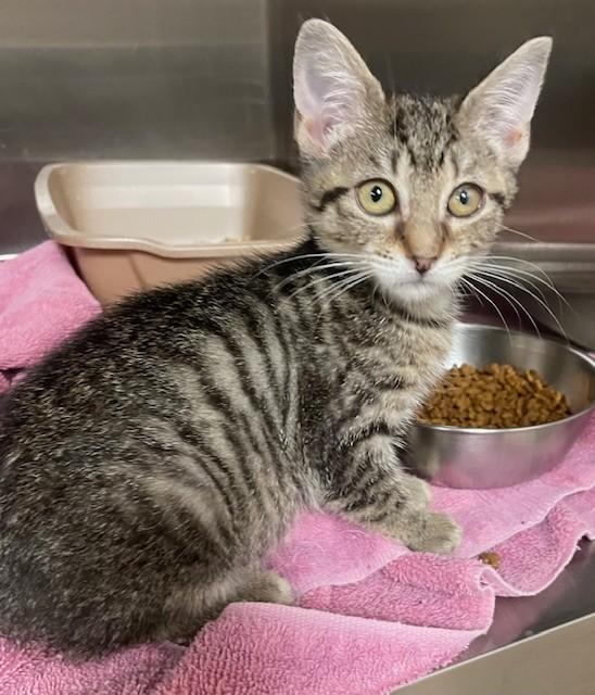 Enlarge Star, a ADOPTABLE Domestic Short Hair in Prudenville, MI image 1/1