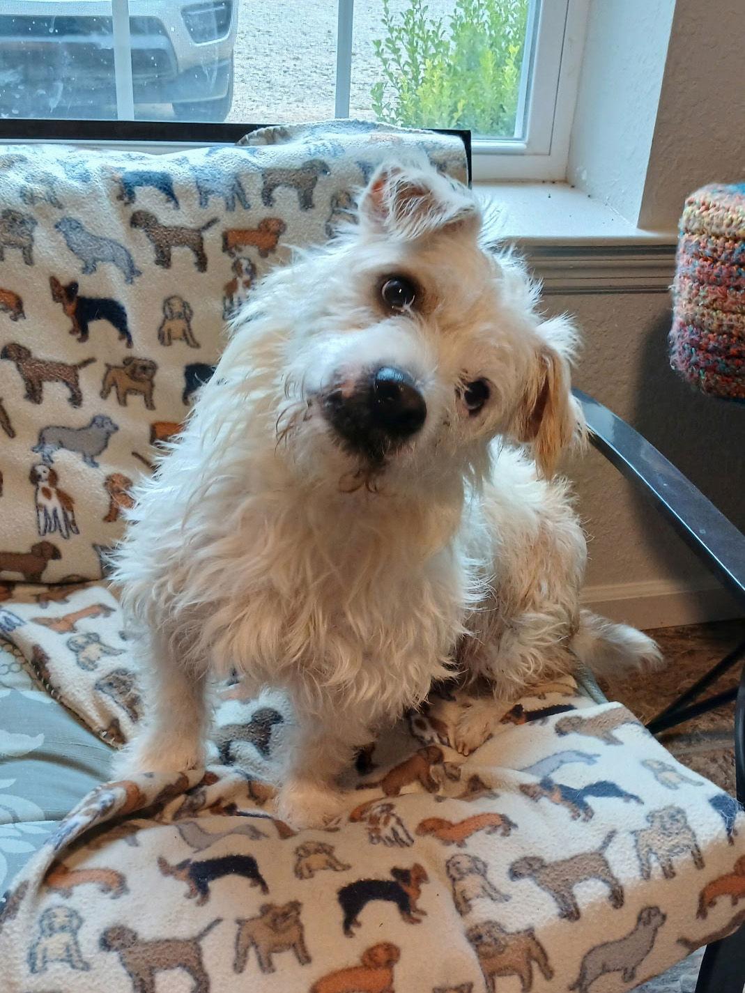 Dodger, Adoptable, Young Male Terrier.