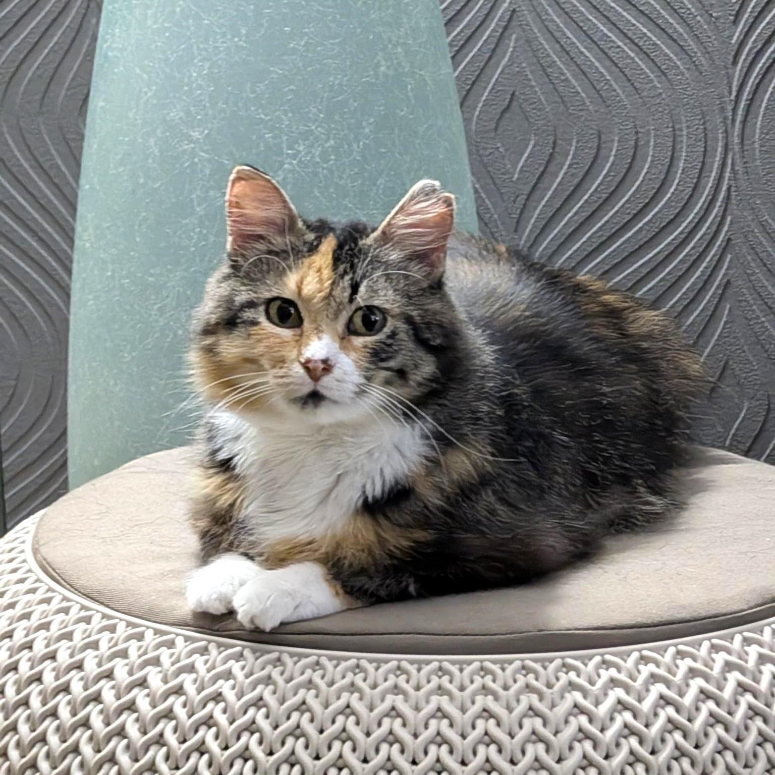Cleopatra