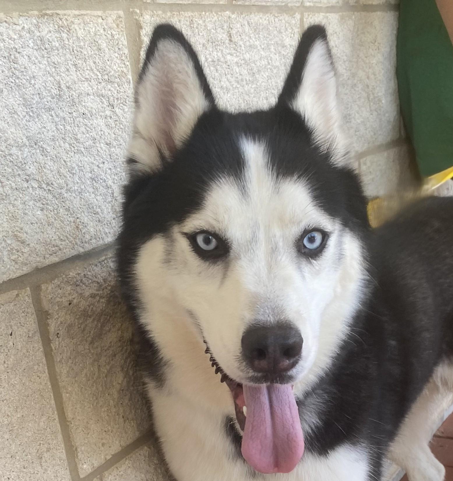 Lucario, Adoptable, Adult Male Siberian Husky.