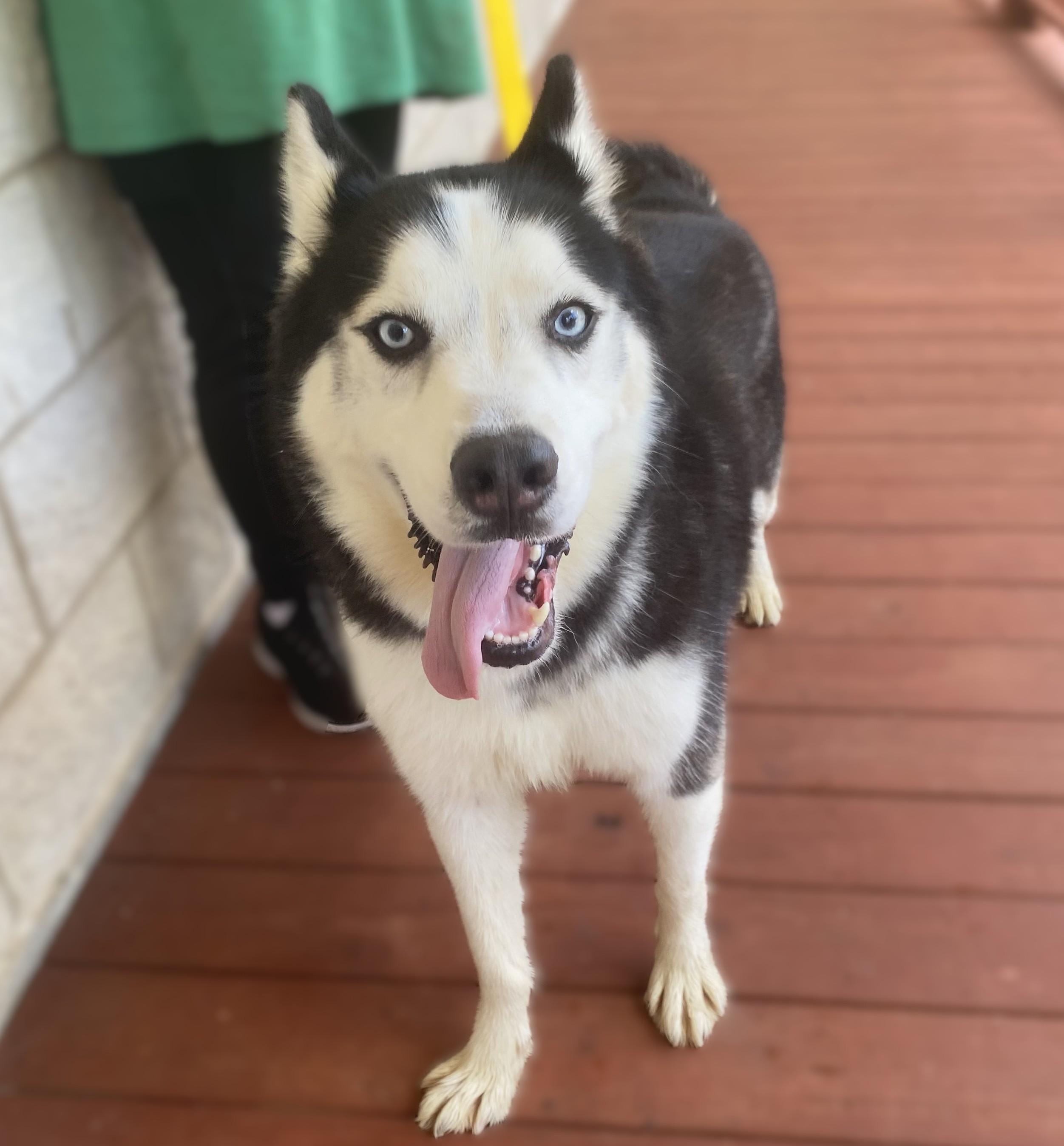 Enlarge Lucario, a Adoptable Siberian Husky in Slidell, LA image 2/2