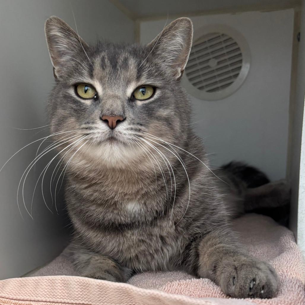 Enlarge Toddy, a Adoptable Domestic Short Hair in Naperville, IL image 1/2