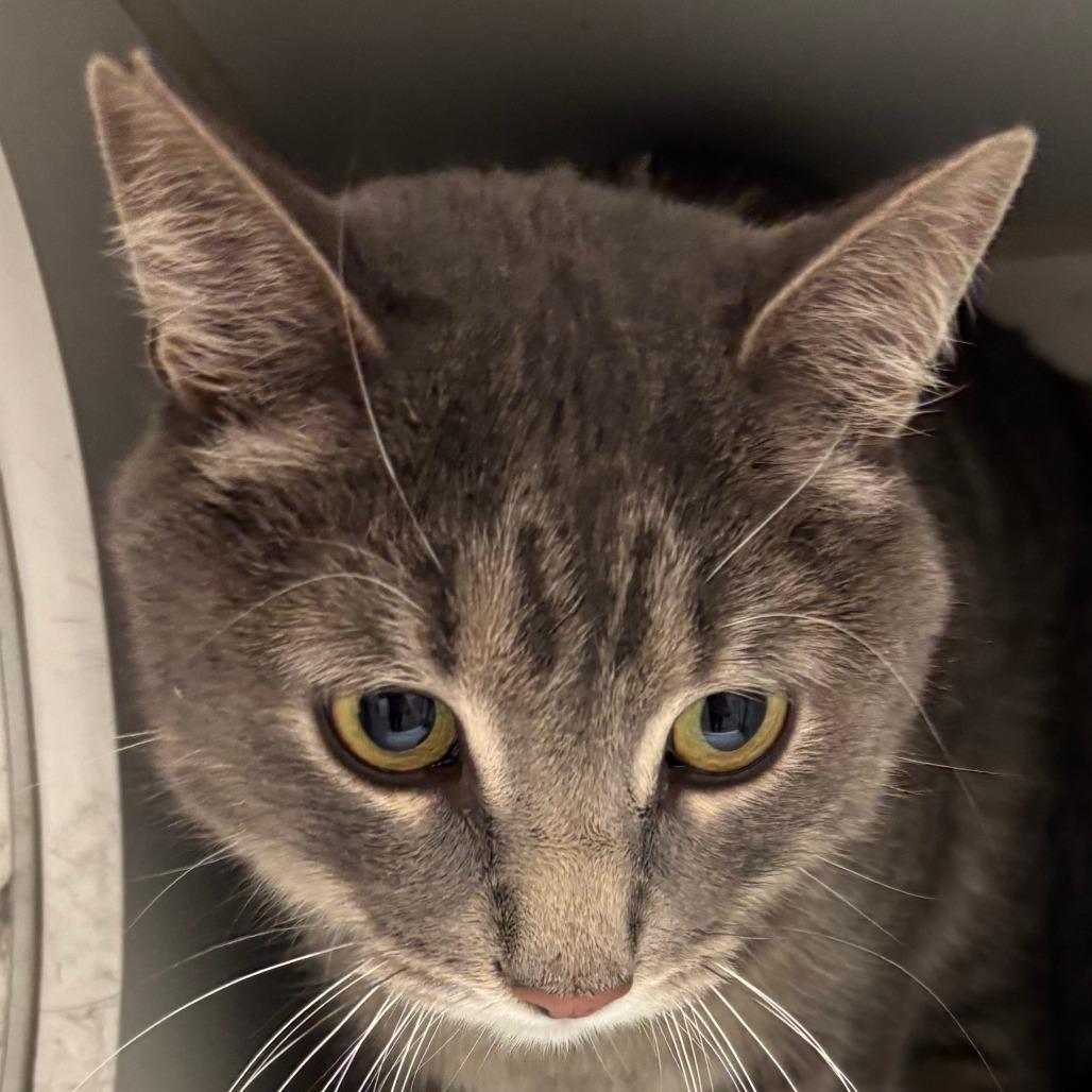 Enlarge Toddy, a Adoptable Domestic Short Hair in Naperville, IL image 2/2