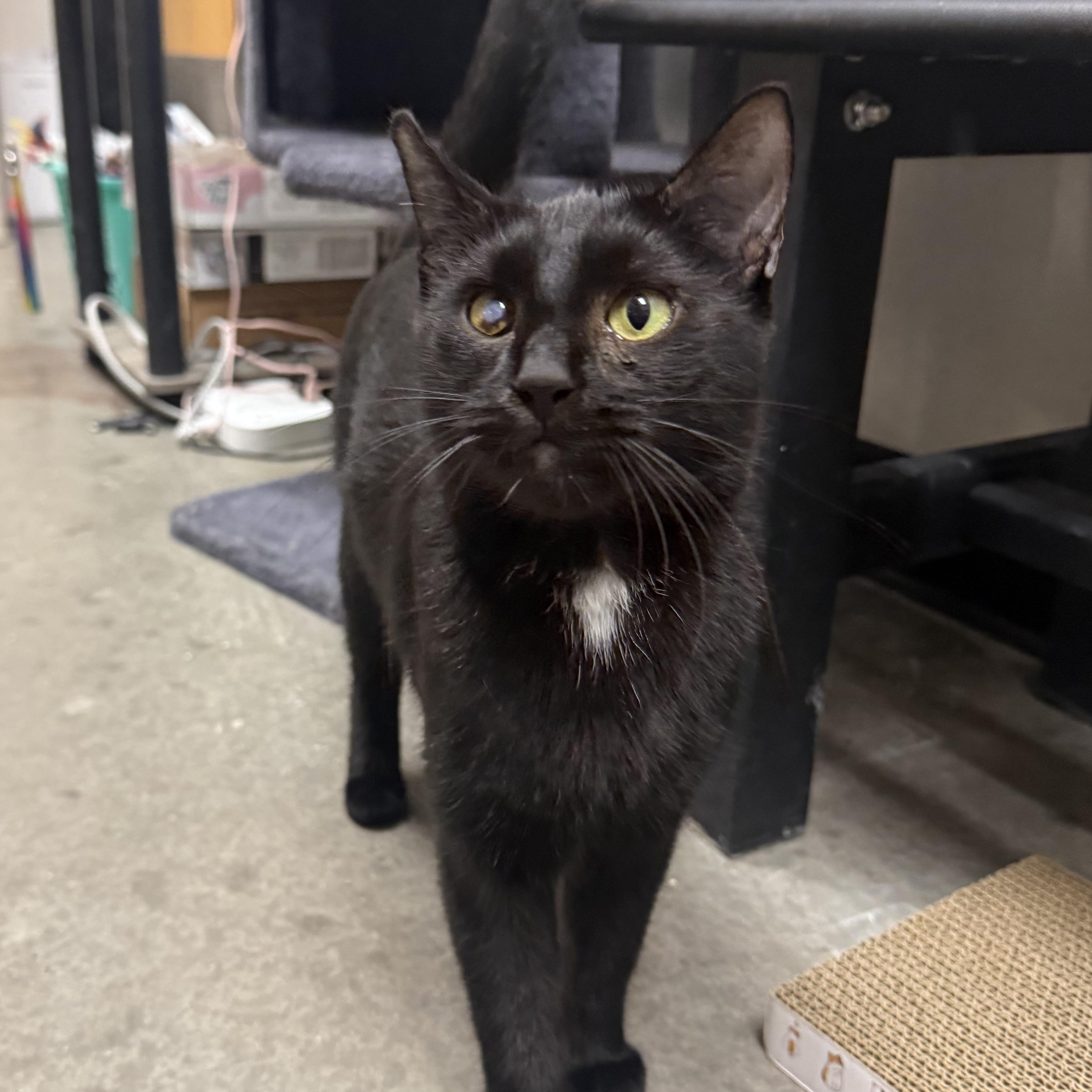 Freya, a Adoptable Domestic Short Hair in Chandler, AZ image 1/3