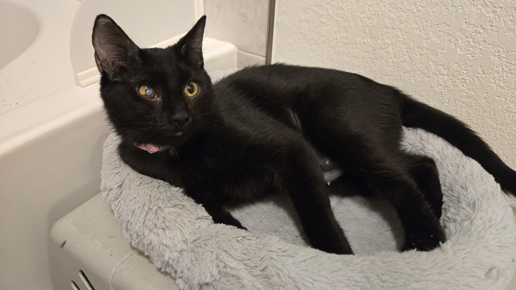 Freya, Adoptable, Adult Female Domestic Short Hair.