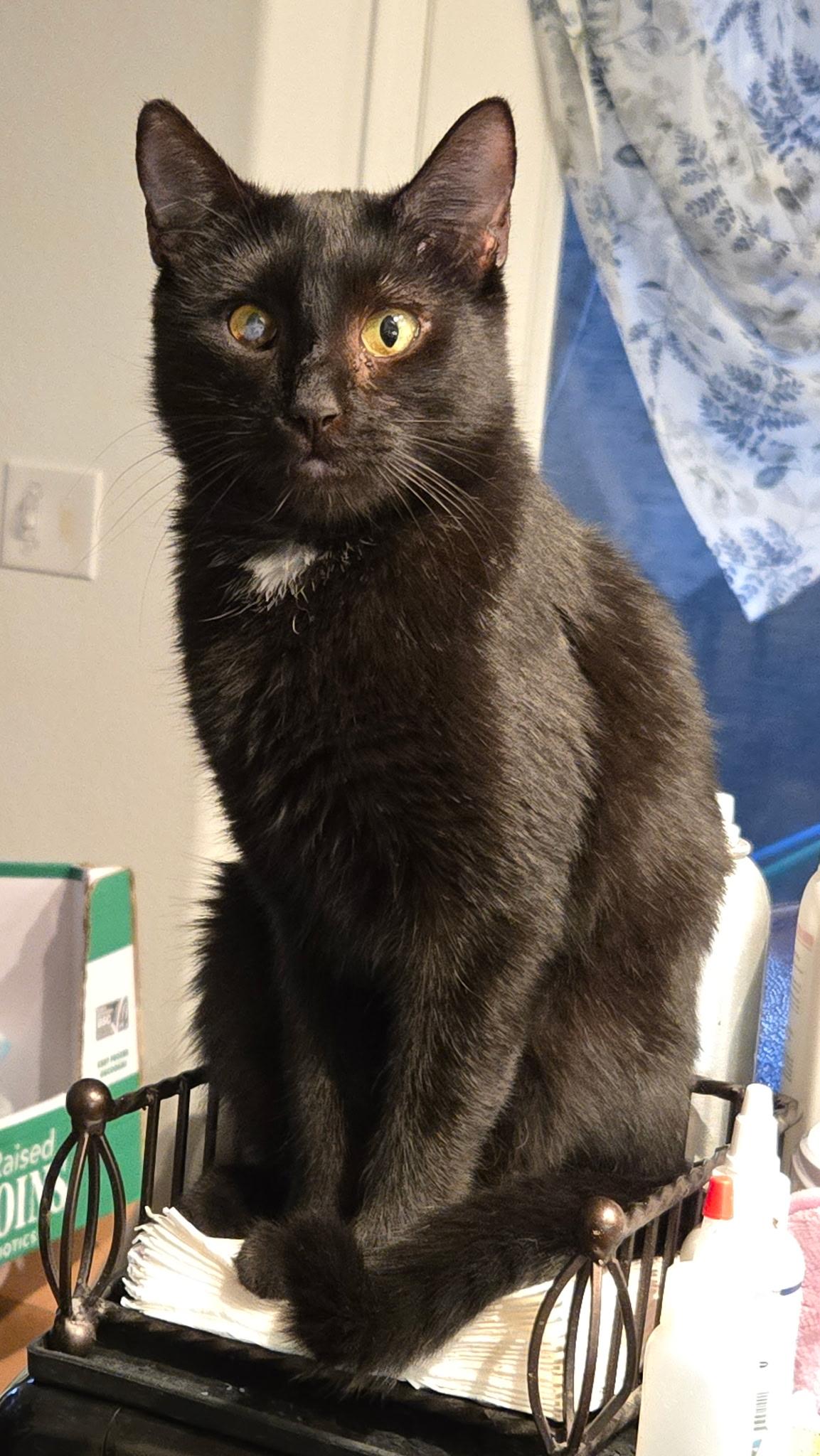 Freya, a Adoptable Domestic Short Hair in Chandler, AZ image 3/3