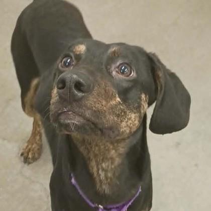 Jacques, Adoptable, Adult Male Coonhound & Mixed Breed.