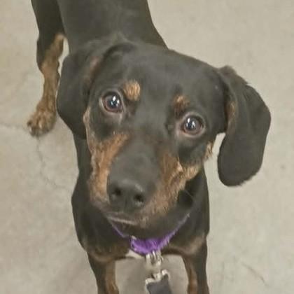 Enlarge Jacques, a Adopted mixed breed in Voorhees, NJ image 2/3