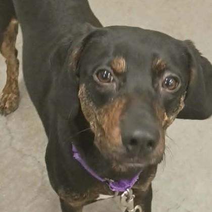 Enlarge Jacques, a Adopted mixed breed in Voorhees, NJ image 3/3