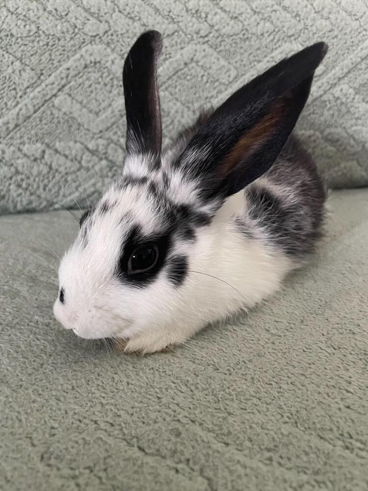 Enlarge Oreo, a Adoptable mixed breed in Ocala, FL image 1/3