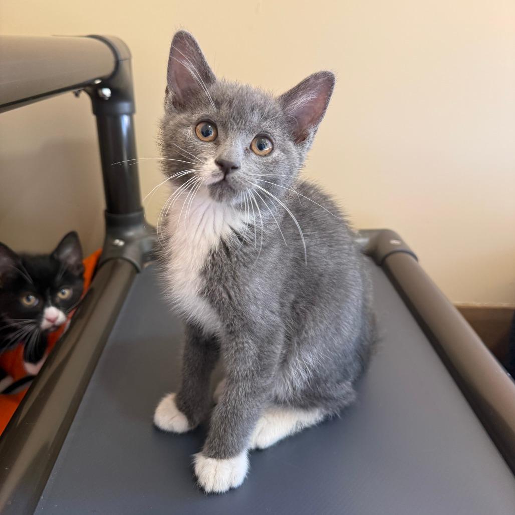 Mario, Adoptable, Kitten Male Domestic Short Hair.