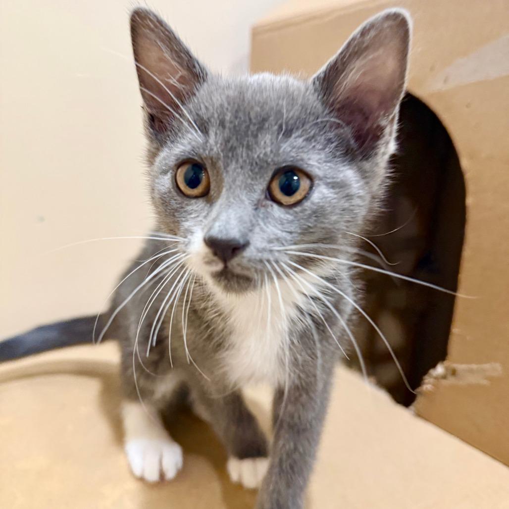 Mario, a Adoptable Domestic Short Hair in Agoura Hills, CA image 2/4