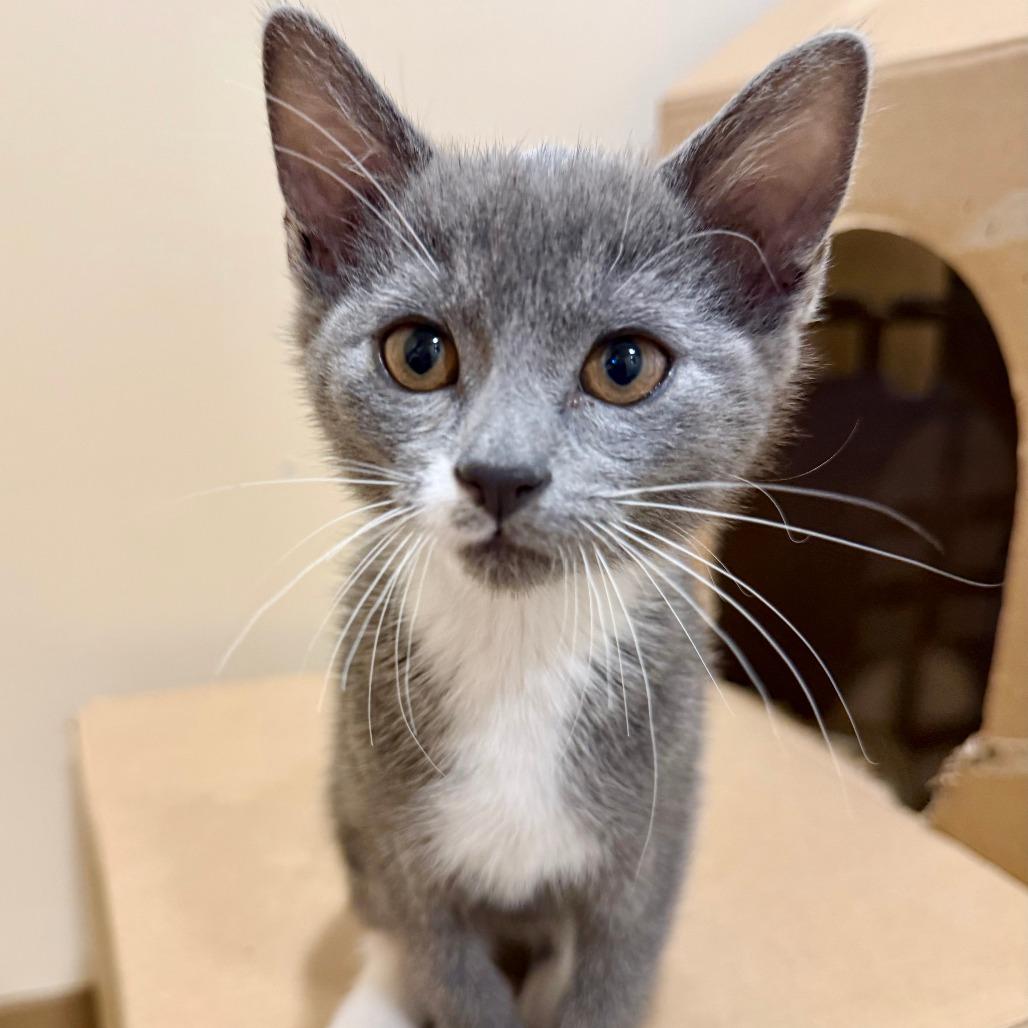 Mario, a Adoptable Domestic Short Hair in Agoura Hills, CA image 3/4