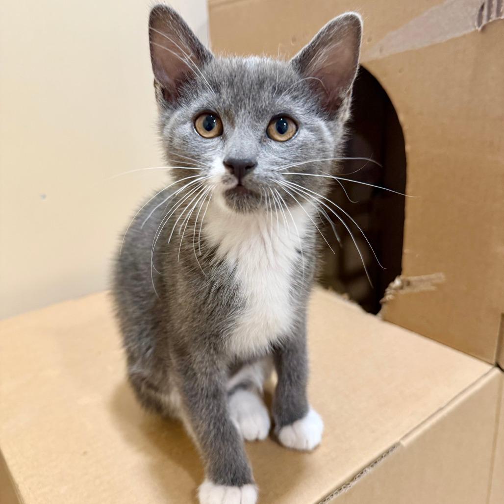 Mario, a Adoptable Domestic Short Hair in Agoura Hills, CA image 4/4