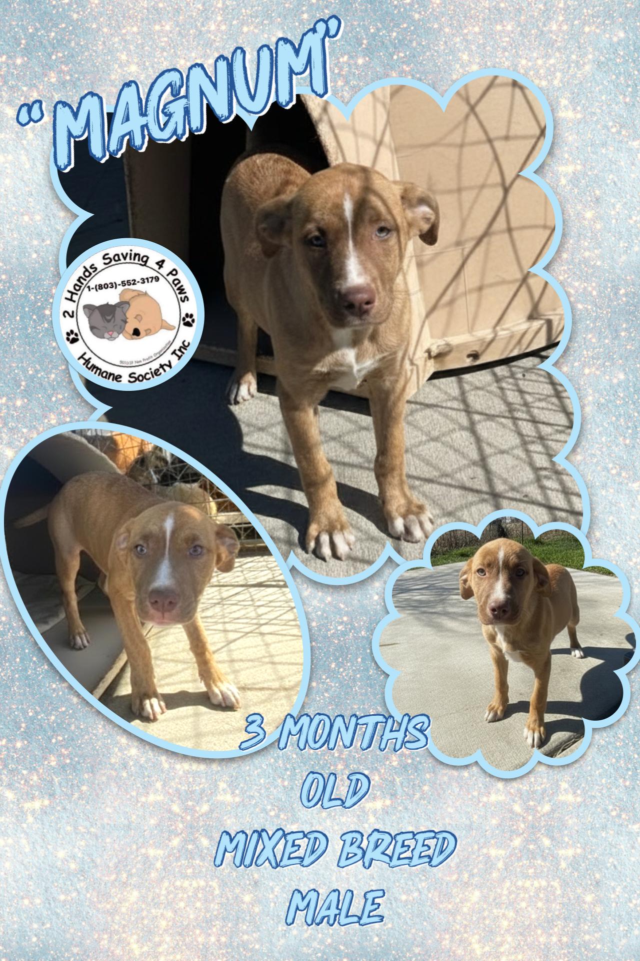 Magnum , Adoptable, Puppy Male Labrador Retriever.