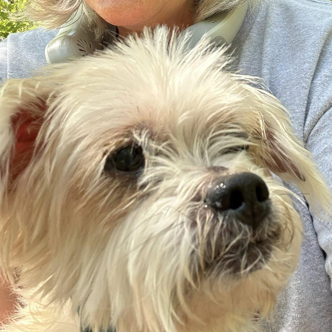 Enlarge Lil Buddy, an adoptable mixed breed in Severn, MD image 4/4