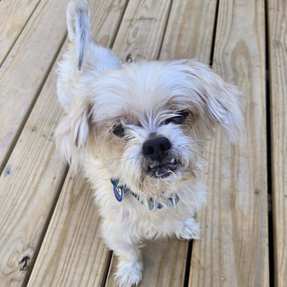 Lil Buddy, adoptable, Adult Male Shih Tzu & Yorkshire Terrier.
