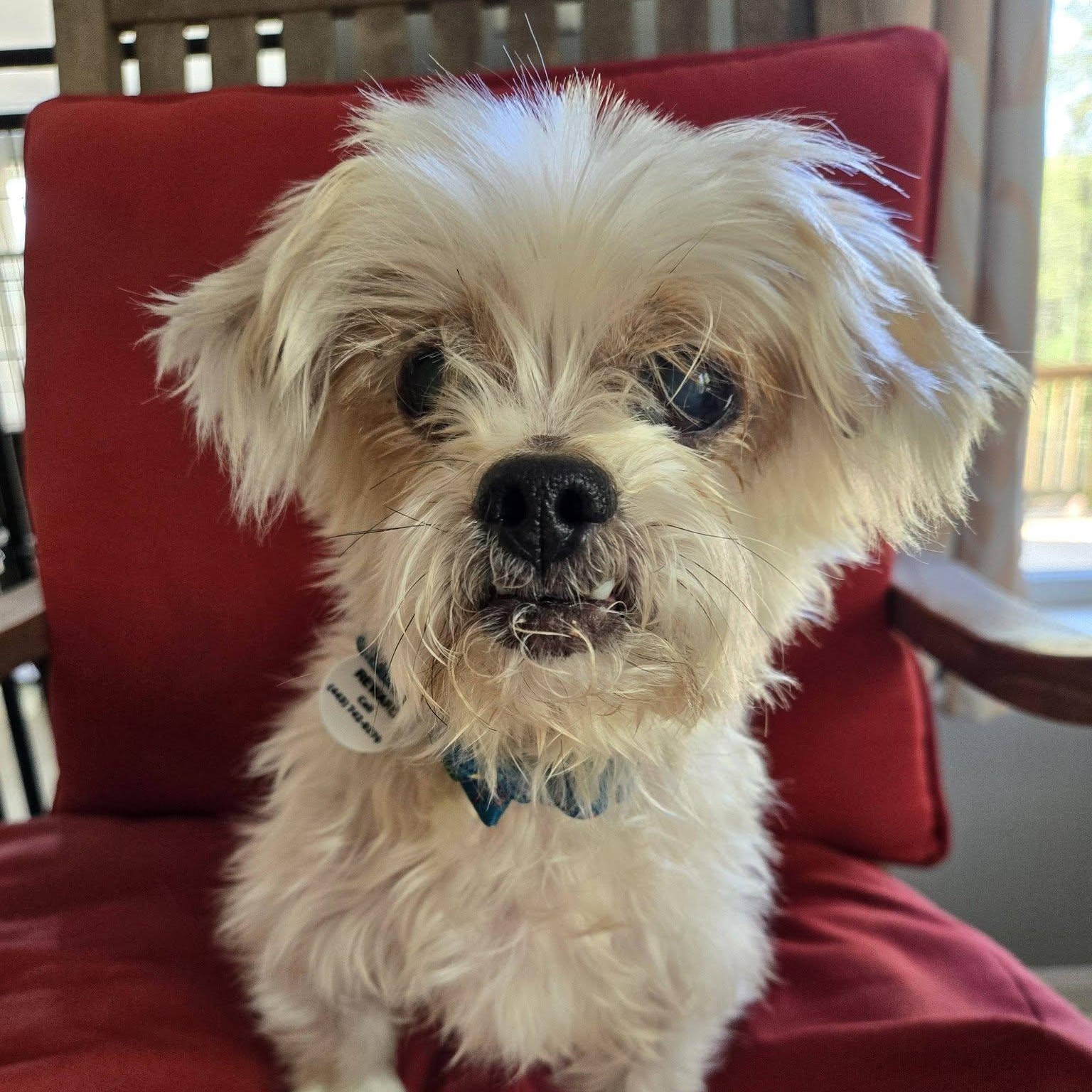 Enlarge Lil Buddy, an adoptable mixed breed in Severn, MD image 2/4