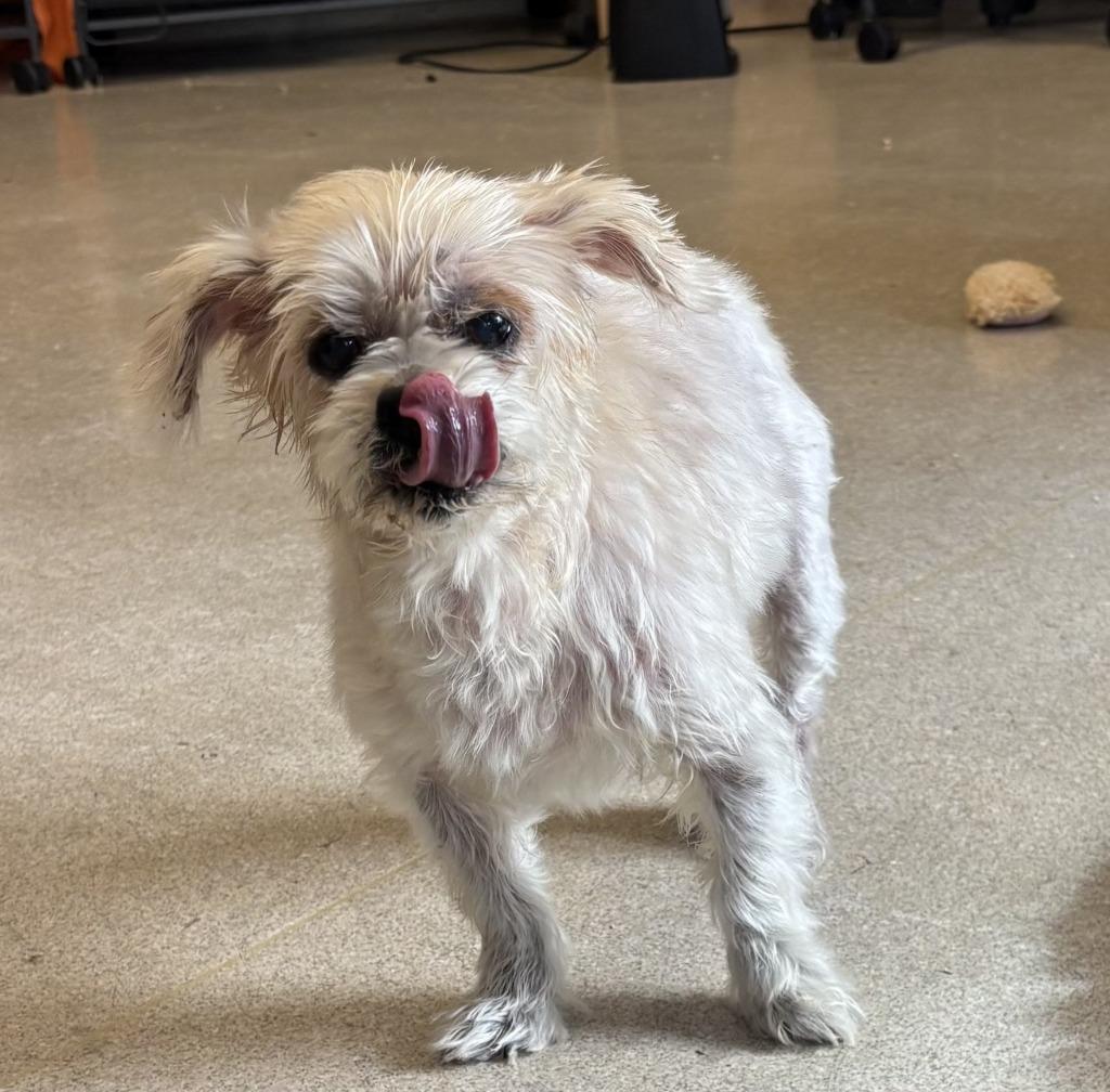 Enlarge Lil Buddy, an adoptable mixed breed in Severn, MD image 3/4