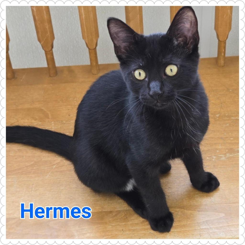 Enlarge Hermes (n.k.a. Ink), a Adopted mixed breed in North Saint Paul, MN image 1/4