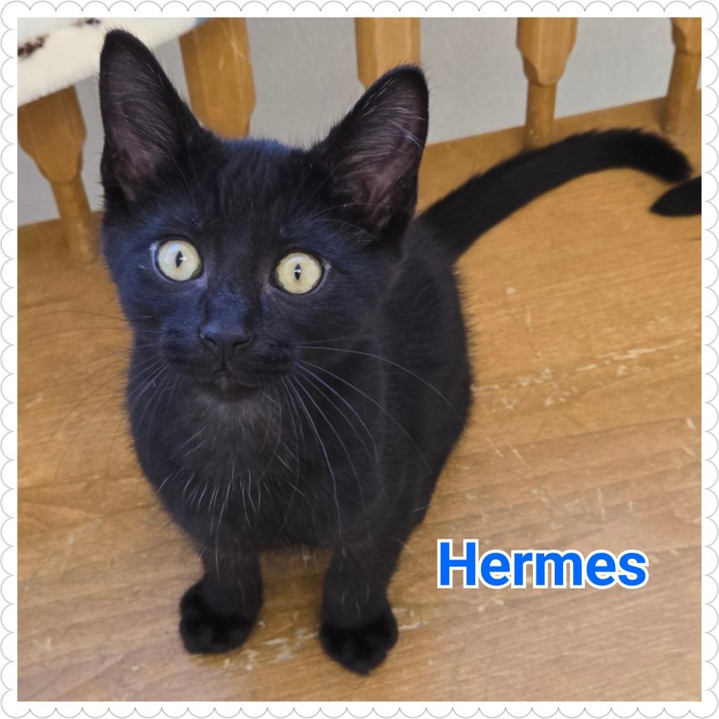 Enlarge Hermes (n.k.a. Ink), a Adopted mixed breed in North Saint Paul, MN image 2/4