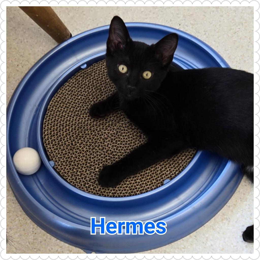Enlarge Hermes (n.k.a. Ink), a Adopted mixed breed in North Saint Paul, MN image 3/4