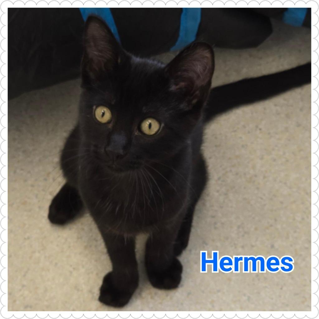 Enlarge Hermes (n.k.a. Ink), a Adopted mixed breed in North Saint Paul, MN image 4/4