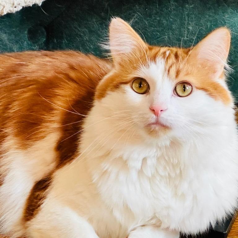 Mayhem (bonded with Mystery & June)