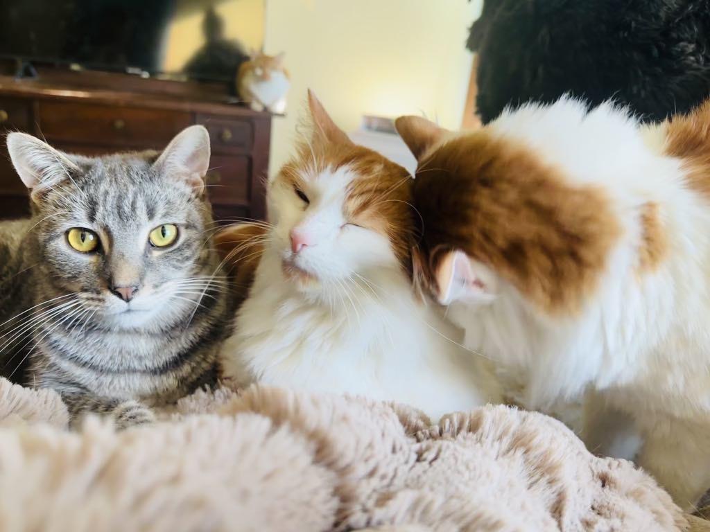 Mayhem (bonded with Mystery & June)