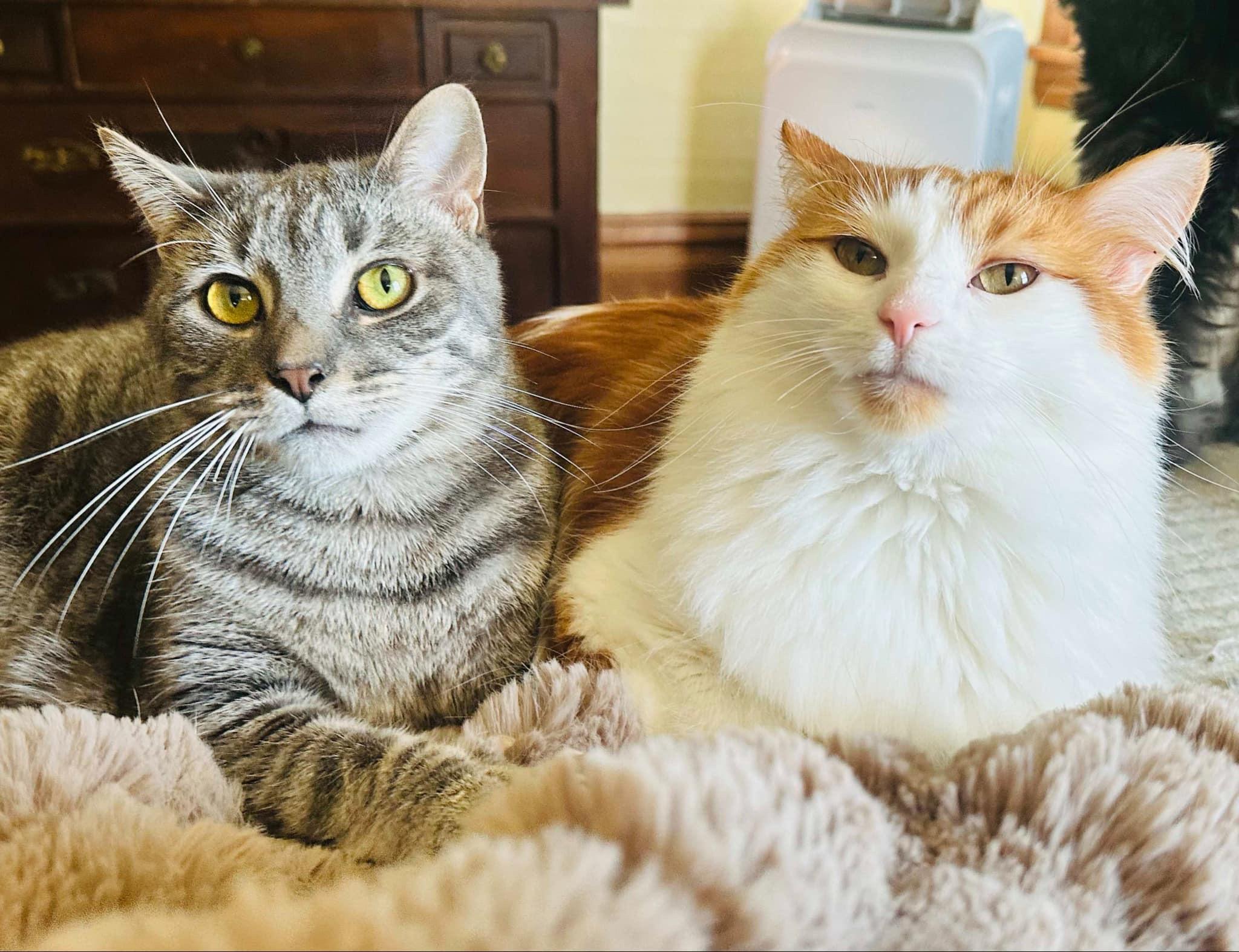 Mayhem (bonded with Mystery & June)