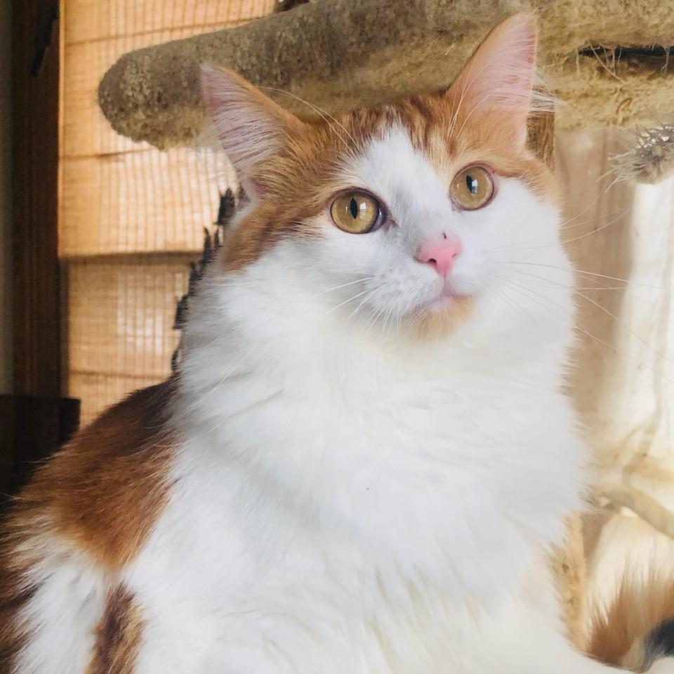 Mayhem (bonded with Mystery & June)