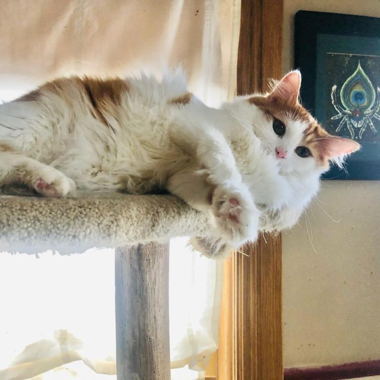 Mayhem (bonded with Mystery & June)