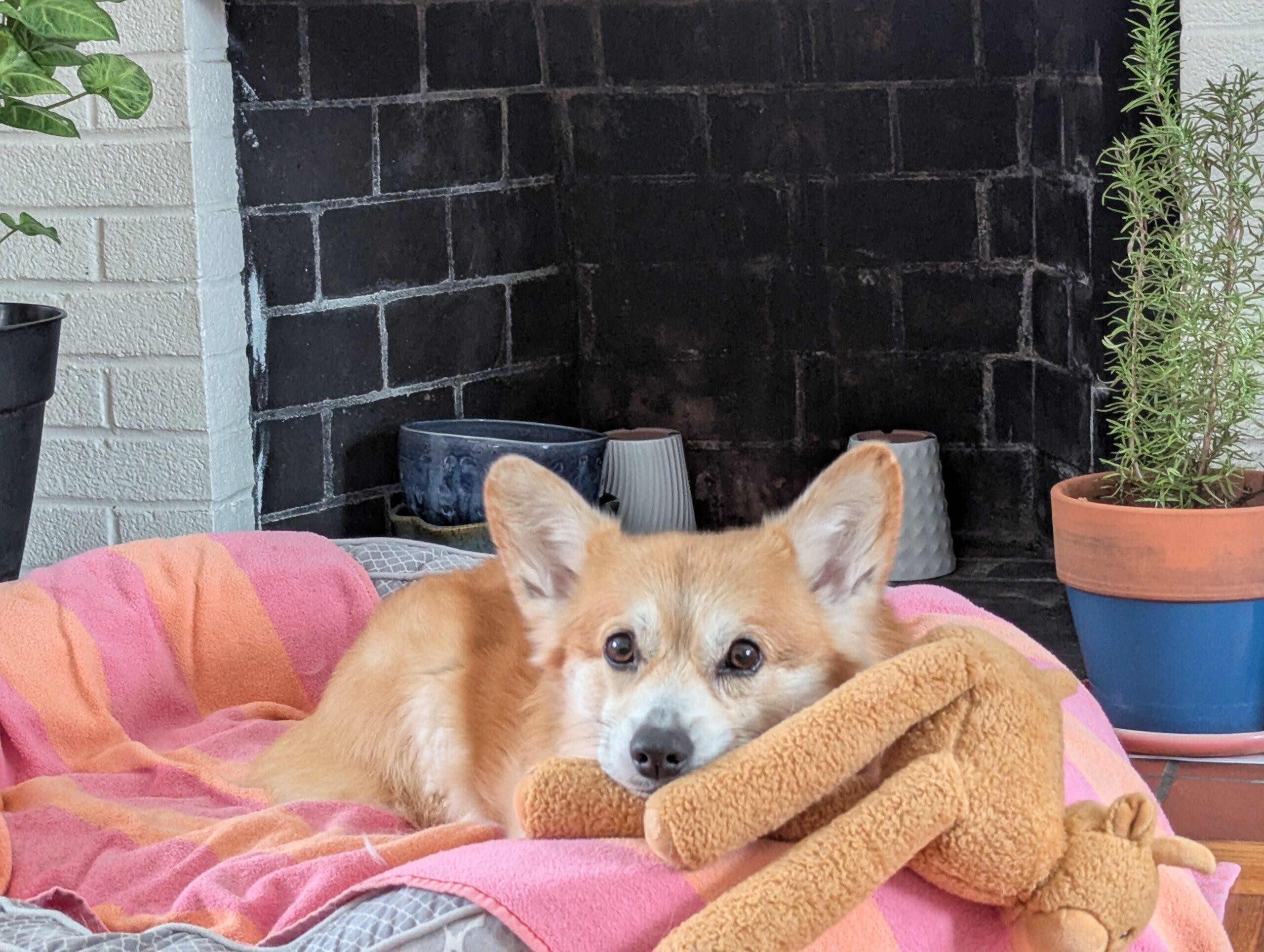 Enlarge Buddy, a ADOPTABLE Pembroke Welsh Corgi in Hudson, MA image 2/6