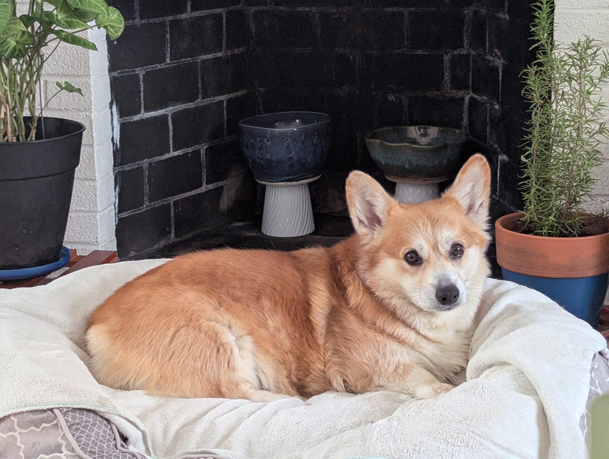 Enlarge Buddy, a ADOPTABLE Pembroke Welsh Corgi in Hudson, MA image 1/6