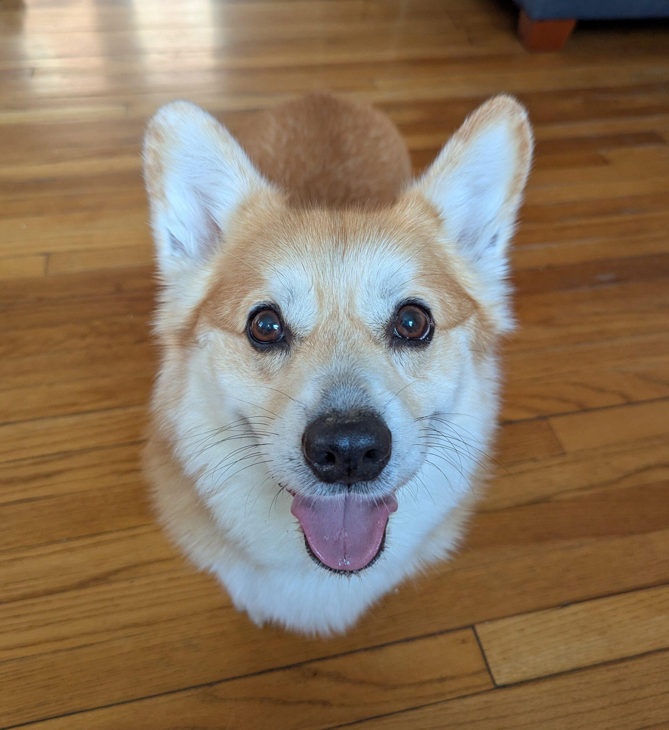 Enlarge Buddy, a ADOPTABLE Pembroke Welsh Corgi in Hudson, MA image 5/6