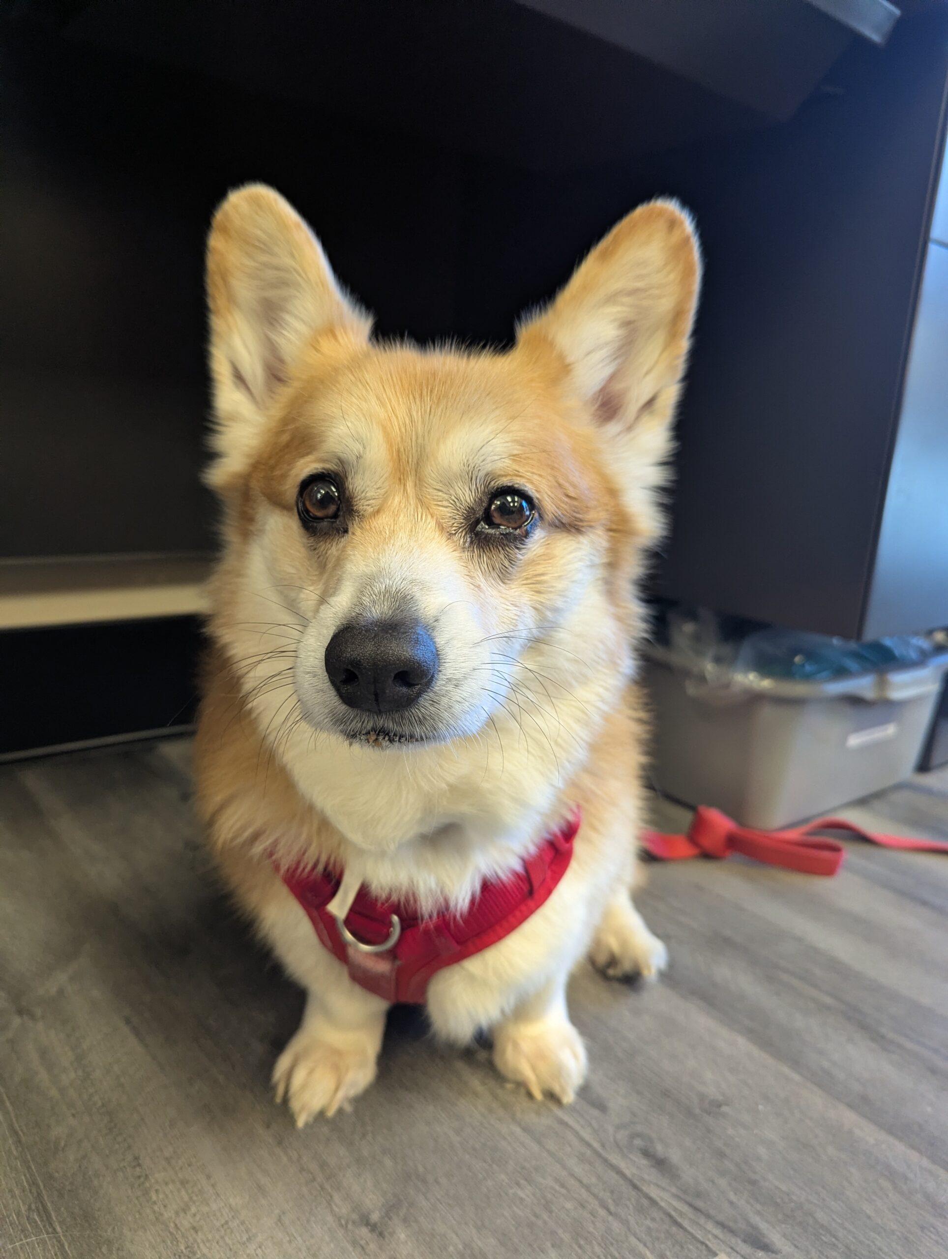 Enlarge Buddy, a ADOPTABLE Pembroke Welsh Corgi in Hudson, MA image 3/6