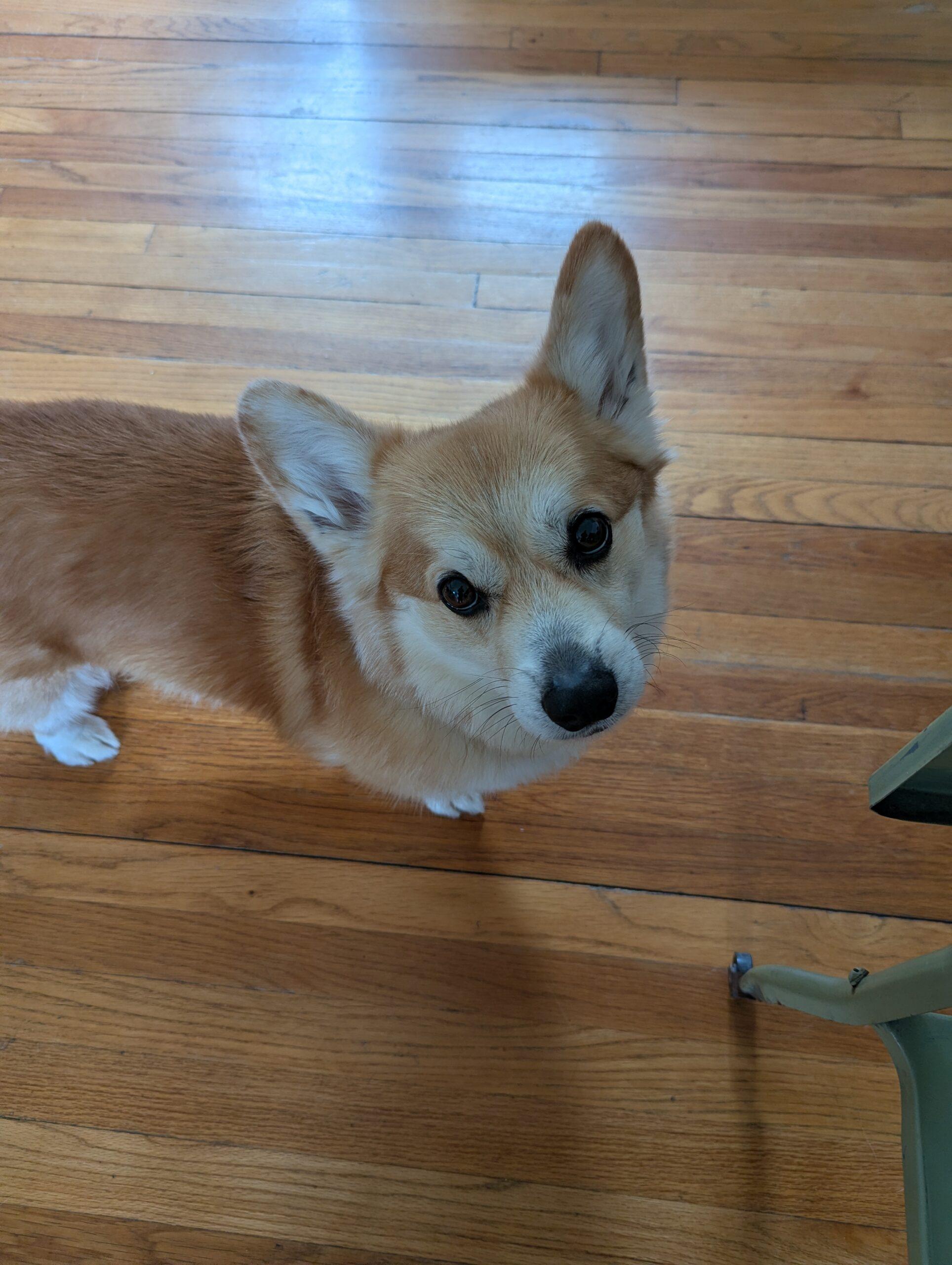 Enlarge Buddy, a ADOPTABLE Pembroke Welsh Corgi in Hudson, MA image 4/6