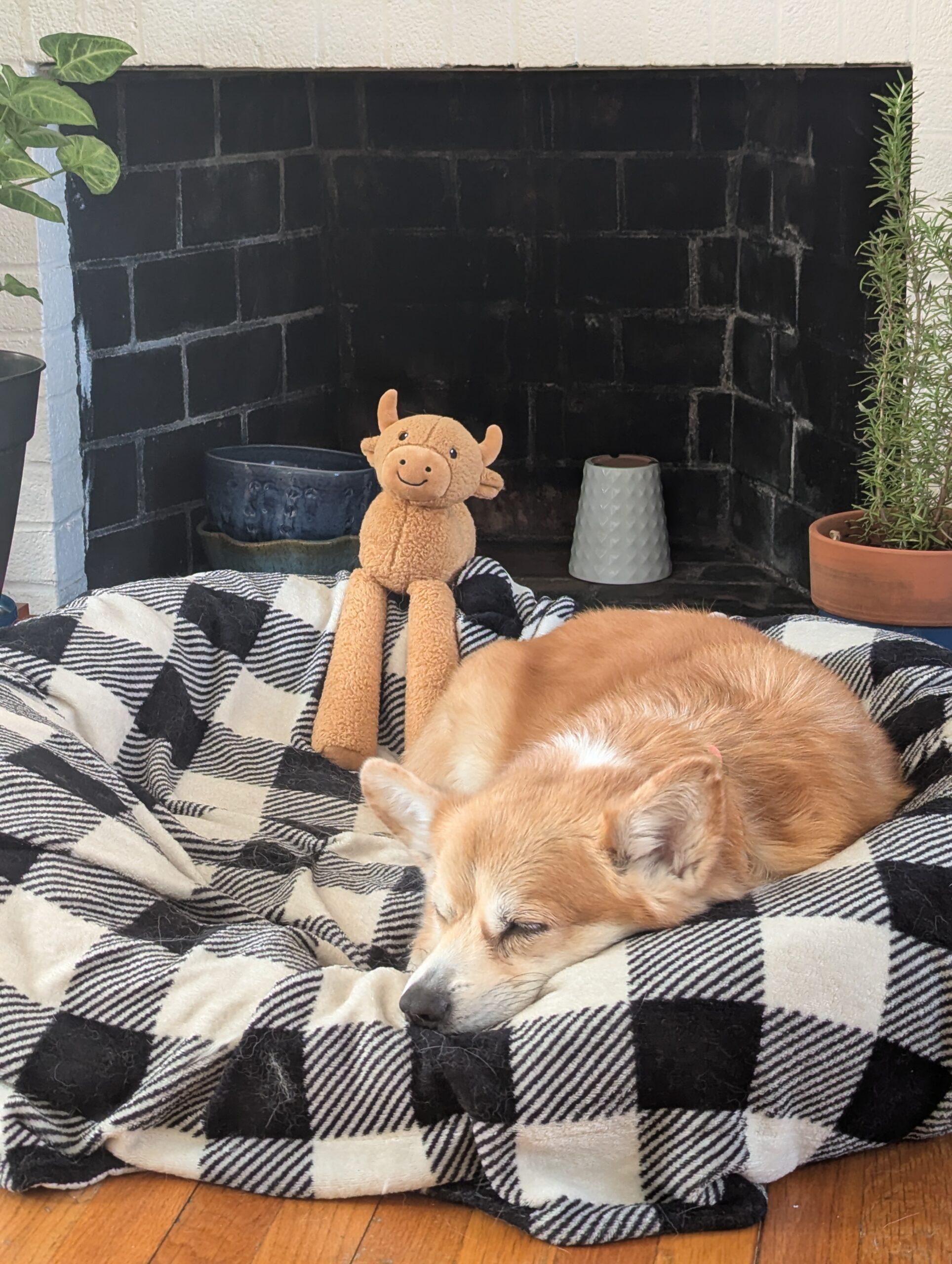 Enlarge Buddy, a ADOPTABLE Pembroke Welsh Corgi in Hudson, MA image 6/6