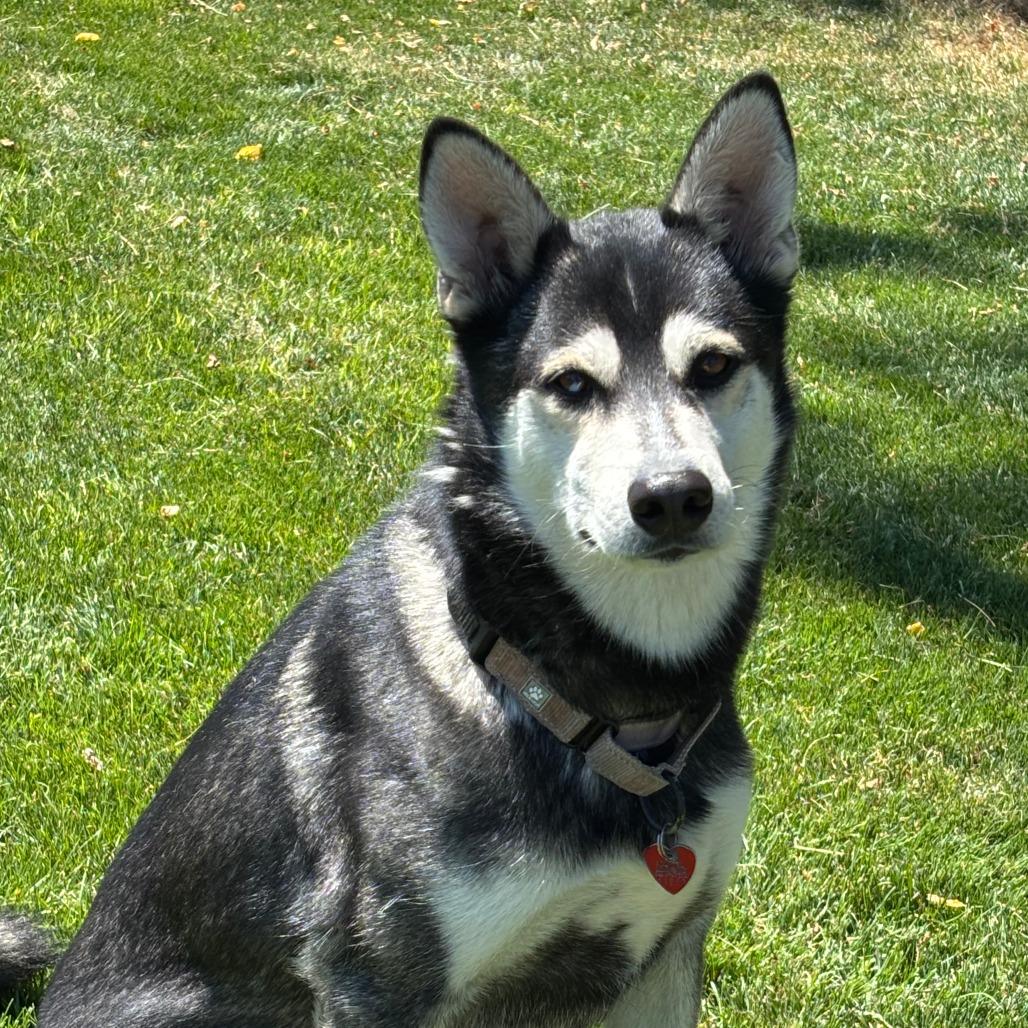 Enlarge Kenai, a Adoptable Mixed Breed in Medford, OR image 1/2
