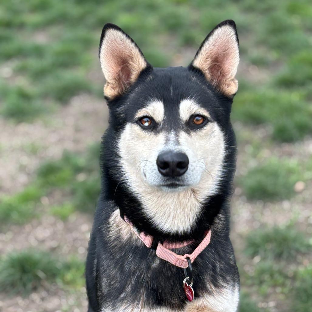 Kenai, Adoptable, Adult Male Mixed Breed & German Shepherd Dog.