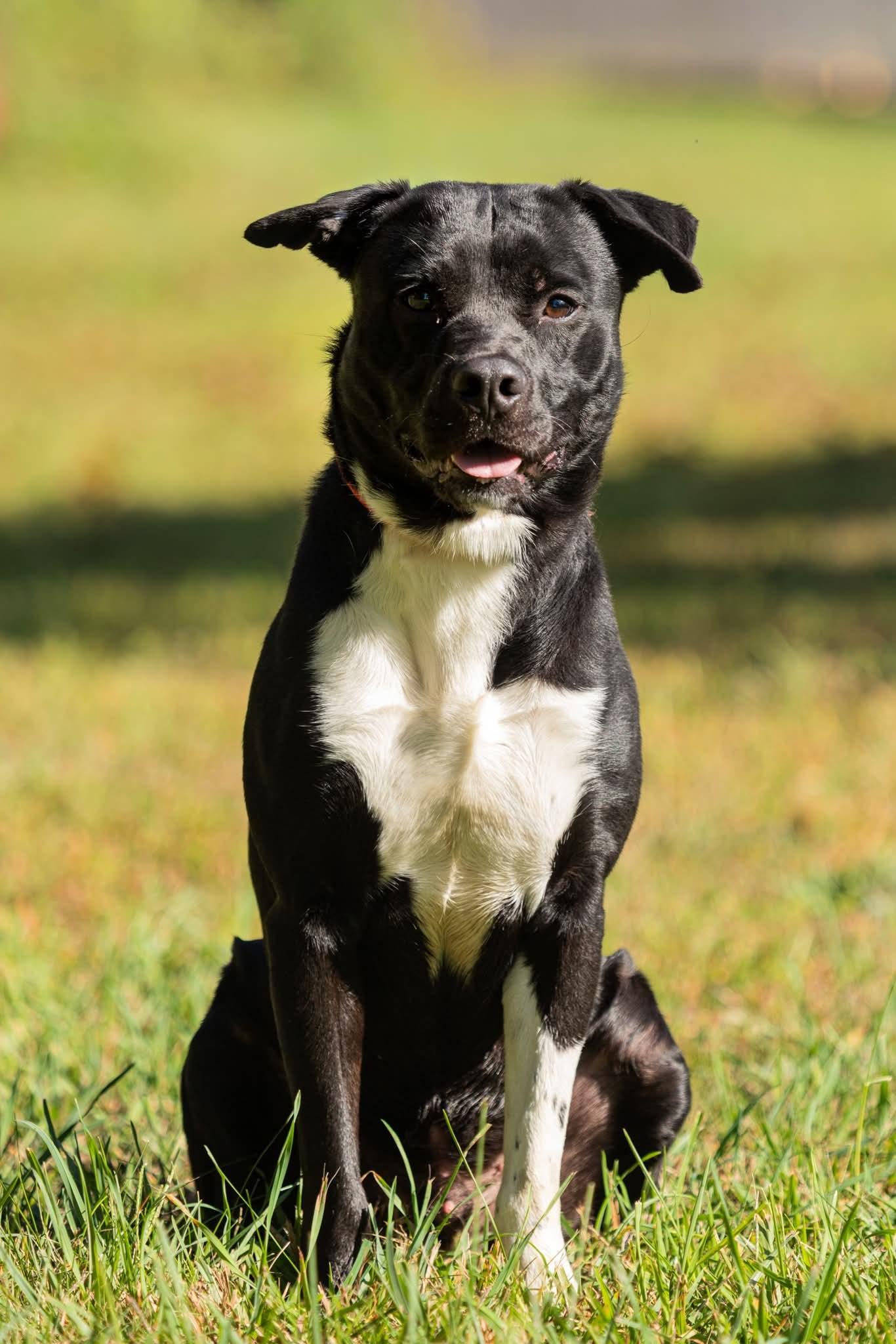 Enlarge Blaze, a Adoptable Mixed Breed in Bristol, CT image 1/1