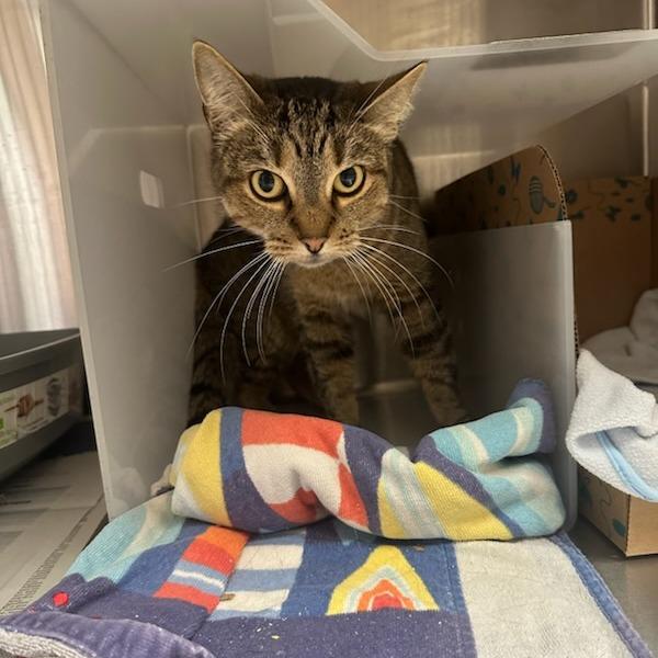 Royce, Adoptable, Adult Female Domestic Short Hair.