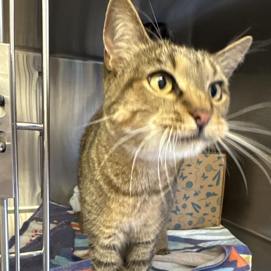 Enlarge Royce, a Adoptable Domestic Short Hair in Santa Barbara, CA image 2/2